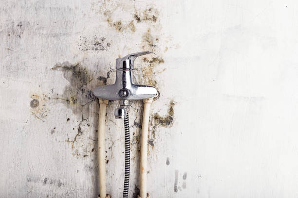 Best Emergency Mold Removal  in Cheat Lake, WV