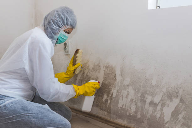 Best Mold Removal Process  in Cheat Lake, WV