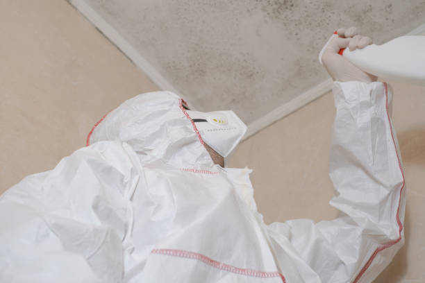 Mold Testing and Removal in Cheat Lake, WV