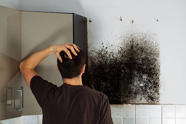 Mold Removal Process in Cheat Lake, WV