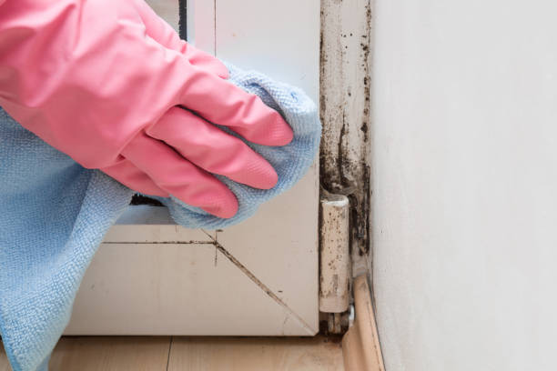 Best Attic Mold Removal  in Cheat Lake, WV